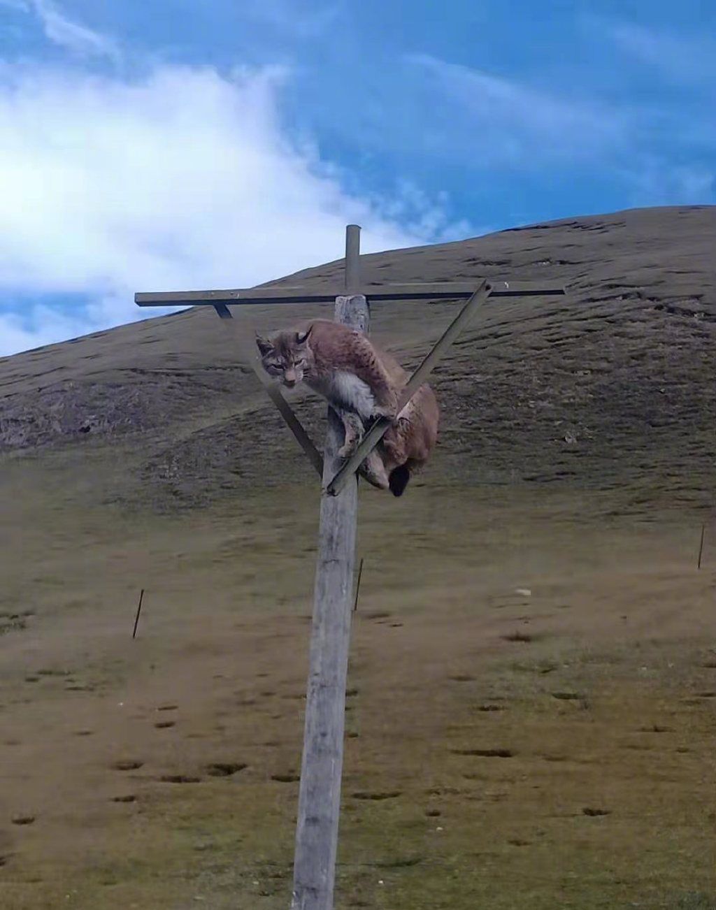 乐鱼体育-关于姑苏雪豹队鏖战江畔暴熊队，射击常规赛惊险晋级，核心复出即建功。观赏性拉满的信息